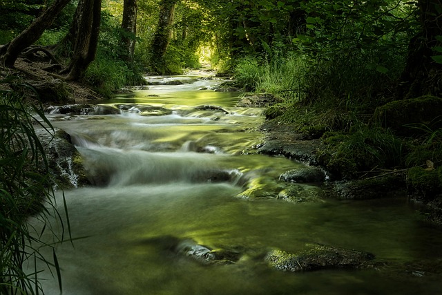 Kleiner Bach fließt durch grünen Wald
