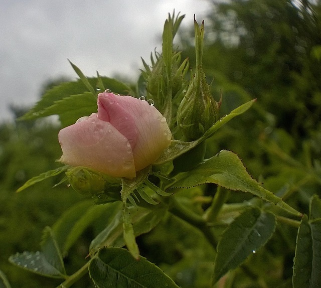 Regen fällt sanft auf das ruhige Meer