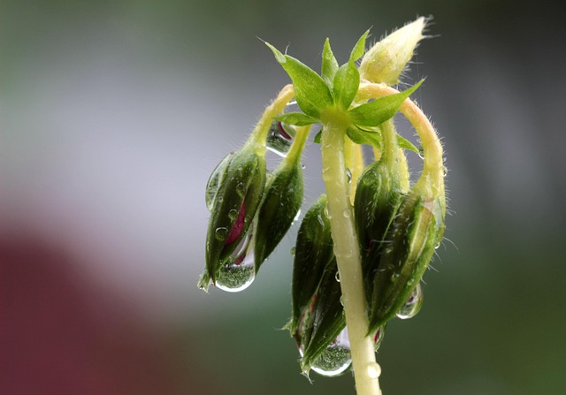 Sanfte Regentropfen auf einer Wasseroberfläche